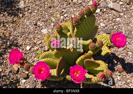 Beavertail Kaktus (Opuntia Basilaris) in voller Blüte, Death Valley National Park. California Stockfoto