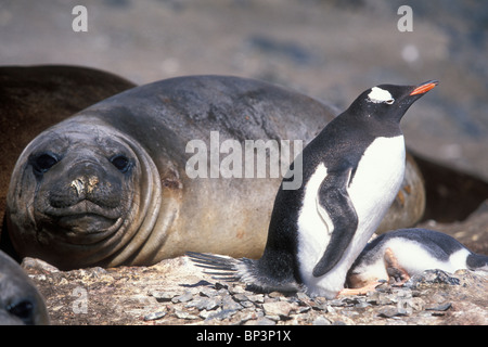 Antarktis, nisten Livingston Island, Hannah Punkt Gentoo Penguins (Pygoscelis Papua) von See-Elefanten (Mirounga Leonina) Stockfoto