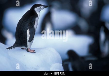 Antarktis, Deception Island, Kinnriemen Pinguin (Pygoscelis Antarctica) Salden auf Eisberg auf vulkanische Sandstrand Stockfoto