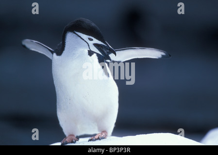 Antarktis, Deception Island, Kinnriemen Pinguin (Pygoscelis Antarctica) Salden auf Eisberg auf vulkanische Sandstrand Stockfoto