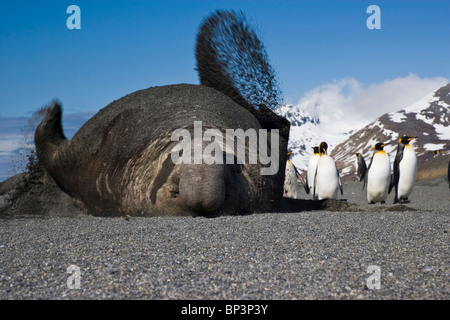 UK Territory, South Georgia Island, St. Andrews Bay. Bull See-Elefant wirft Sand über sich selbst, um sich abzukühlen. Stockfoto