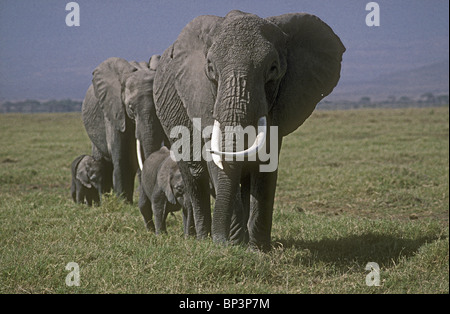 Kleine Familie Gruppe von weiblichen Elefanten und Kälber über Grünland im Amboseli-Nationalpark Kenia Stockfoto