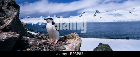 Antarktis, Half Moon Island, Kinnriemen Pinguin steht auf felsigen Barsch mit Blick auf Berge von Livingstone Island Stockfoto