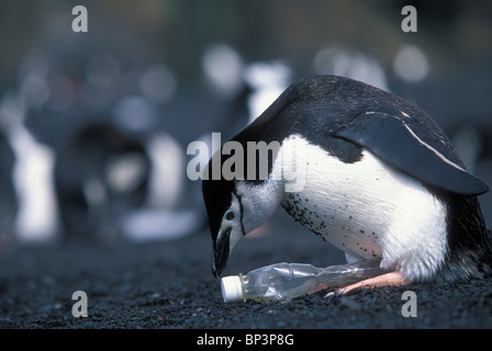 Antarktis, Deception Island, Kinnriemen Pinguin (Pygoscelis Antarctica) versucht Plastikflasche linken Strand von Bailey Kopf inkubieren Stockfoto