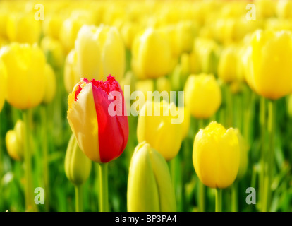 Eine rote Tulpe unter gelben Stockfoto