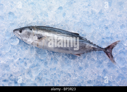 GANZE ECHTER BONITO THUNFISCH AUF EIS Stockfoto