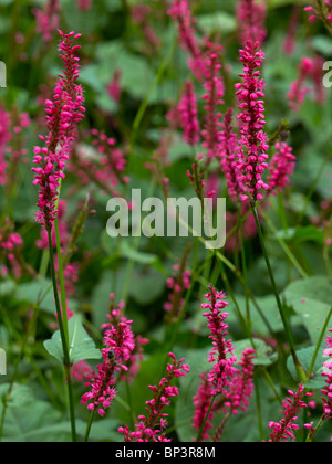 Blühende Persicaria amplexicaulis Stockfoto