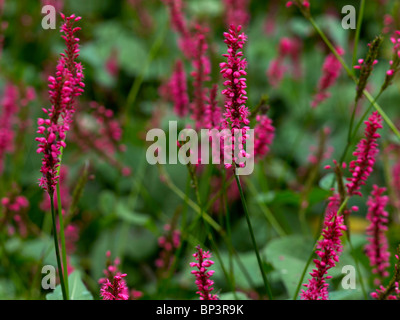 Blühende Persicaria amplexicaulis Stockfoto