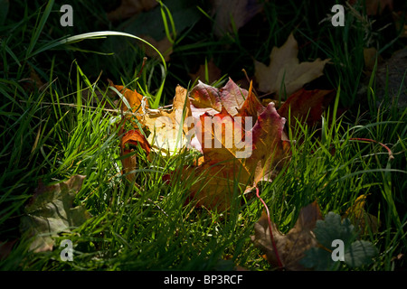 Ahorn-Blätter im Sonnenlicht Stockfoto