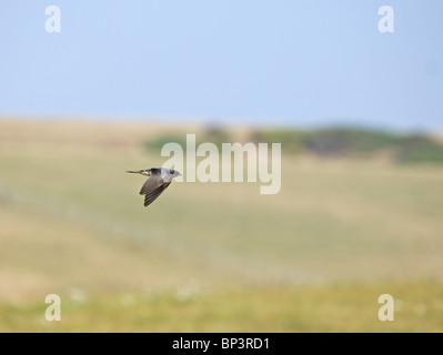 Rauchschwalbe im Flug Stockfoto