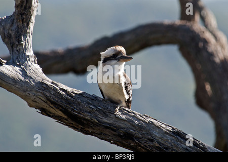 Laughing Kookaburra thront auf Zweig Sydney NSW Australia Stockfoto