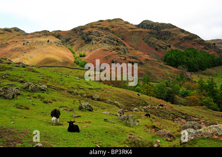 Die Langdale Pikes und Herdwick Schafe vom Talboden in der Nähe von Great Langdale in den Lake District National Park, Cumbria. Stockfoto