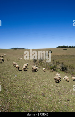 Schafe weiden auf dem Rasen auf Hügeln rund um Ooty in Tamil Nadu, Indien. Stockfoto