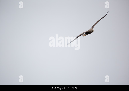 Ein Seeadler, Haliaeetus albicilla, der im Nebel über der Insel Runde an der Atlantikküste Norwegens schweben. Stockfoto