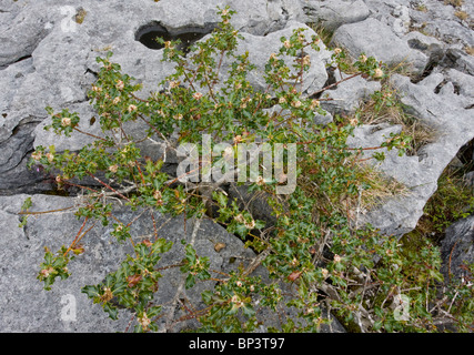 Alten Zwerg knorrigen Stechpalme Baum, Blume, wächst auf Kalkstein Pflaster am Mullagh Mor, Burren, Eire Stockfoto