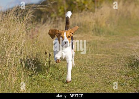 Beagle Hund - läuft auf Wiese Stockfoto