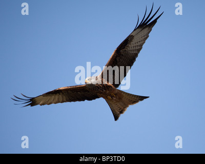 Rote Drachen Milvus Milvus soaring gegen ein strahlend blauer Himmel in mid Wales Stockfoto