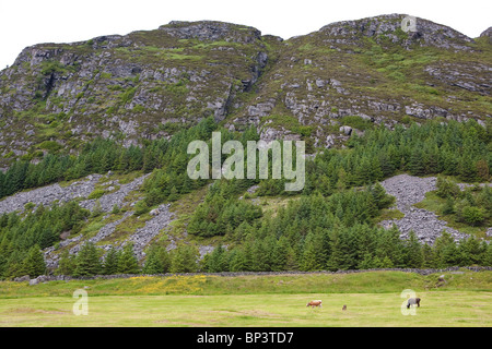 Rinder der Gattung Vestlandsk Fjordfe auf Rasenflächen auf der Insel Runde an der West Küste von Norwegen. Stockfoto