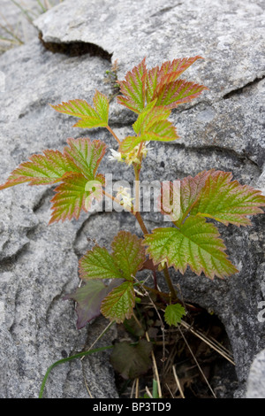 Stone Bramble, Rubus Inselbogens in Kalkstein Pflaster, Burren, Eire Stockfoto