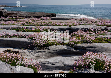 Massen von Sparsamkeit wächst in Linien auf Kalkstein Pflaster auf Inisheer (Inis Oírr), die Burren, westlichen Eire Stockfoto