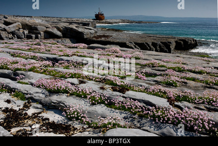 Massen von Sparsamkeit wächst in Linien auf Kalkstein Pflaster auf Inisheer (Inis Oírr), die Burren, westlichen Eire Stockfoto