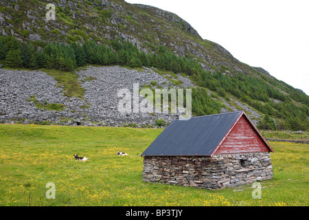 Rinder der Art 'Vestlandsk Fjordfe' auf grasbewachsenen Feldern auf der Insel Runde an der Westküste Norwegens, Skandinavien. Stockfoto