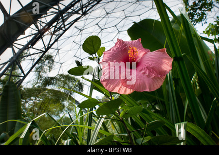 Eine Hibiskusblüte in The Eden Project, in der Nähe von St Austell, Cornwall, UK Stockfoto