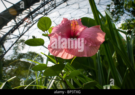 Eine Hibiskusblüte in The Eden Project, in der Nähe von St Austell, Cornwall, UK Stockfoto