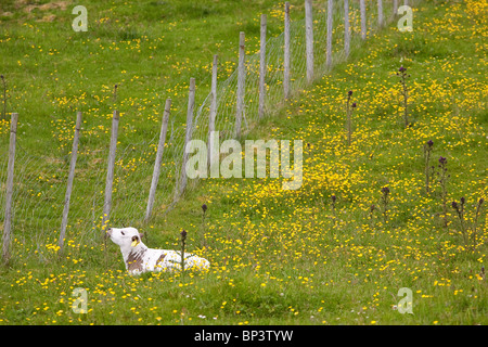 Kalb der Art 'Vestlandsk Fjordfe' in Grasfeldern auf der Insel Runde an der Westküste Norwegens, Skandinavien. Stockfoto