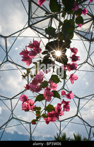 Eine Bougainvillea blüht im Mittelmeer Biom bei The Eden Project, in der Nähe von St Austell, Cornwall, UK Stockfoto