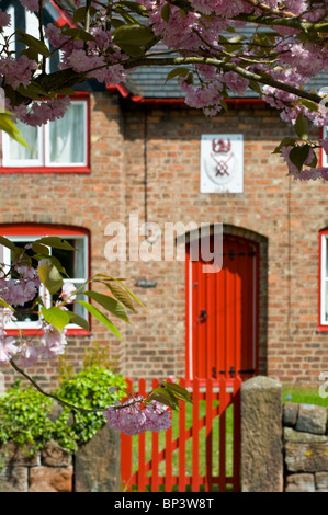 Spring Blossom in Bunbury, Bunbury, Cheshire, England, Vereinigtes Königreich Stockfoto