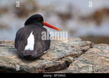 Eurasische Austernfischer, Haematopus ostralegus, auf der Insel Runde an der Altlantischen Westküste, Møre Og Romsdal, Norwegen. Stockfoto