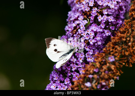 Großer weißer Schmetterling, Pieris Brassicae auf Buddleja Stockfoto