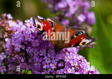 Tagpfauenauge, Inachis Io, auf Buddleja Stockfoto