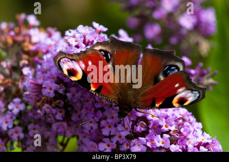 Tagpfauenauge, Inachis Io, auf Buddleja Stockfoto