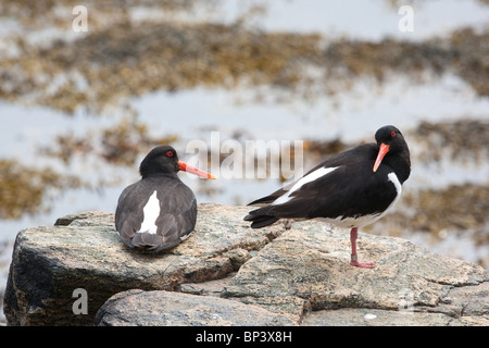 Eurasische Austernfischer, Haematopus ostralegus, auf der Insel Runde, Atlantikküste, Møre Og Romsdal, Norwegen. Stockfoto