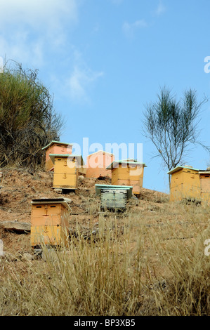 Hölzerne künstlichen Bienenstock-Boxen in einem Wald. Honig-Produktion. Stockfoto