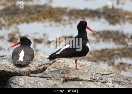 Eurasische Austernfischer, Haematopus ostralegus, auf der Insel Runde, Atlantikküste, Møre Og Romsdal, Norwegen. Stockfoto