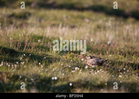 Ein großer Skua, Stercorarius skua, schmelzen in die Umwelt auf der Insel Runde, Atlantikküste, Møre Og Romsdal, Norwegen. Stockfoto