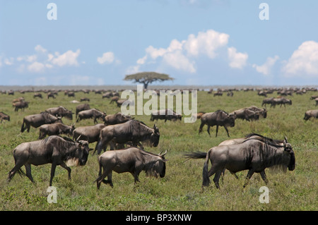 Wanderung der Gnus Connochaetes Taurinus südlich von Ndutu Ngorongoro Tansania Stockfoto