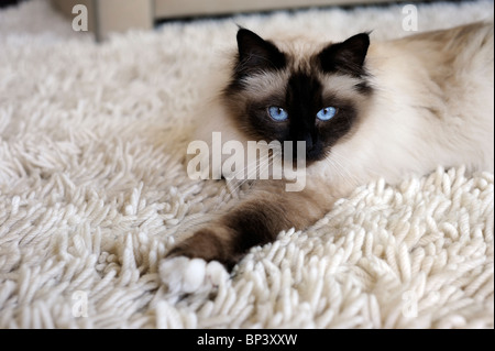 Birma Katze Stockfoto