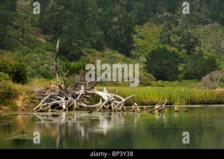 Der kleine Bach am Eingang zum Big Basin Redwoods State Park, Kalifornien, USA Stockfoto