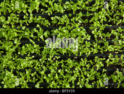 Bio Sellerie Sprossen wachsen in Schalen im Sonnenlicht Stockfoto