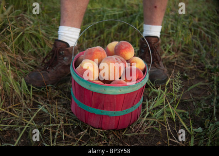 Bio-Pfirsiche in einer farm Stockfoto