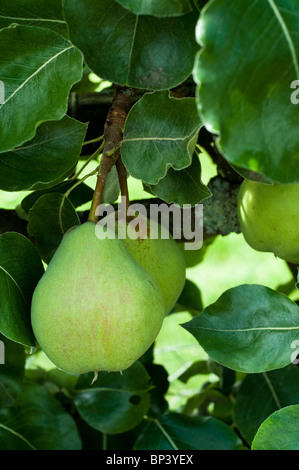 Birne, Pyrus Communis 'Catillac', wachsen auf vor kurzem beschnitten, espaliered Baum Stockfoto