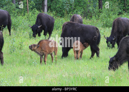 Bison, Büffel Herde in British Columbia, Kanada. Herde im Waldwiese füttern. Jungen Kalb Fütterung aus Mutter. Stockfoto