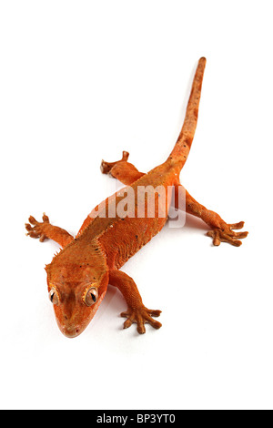 Weibliche Crested Gecko, Rhacodactylus Ciliatus auf weißem Hintergrund Stockfoto