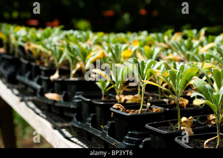 Junge Matthiola Incana "Pillow Talk" Pflanzen bereit, im Sommer gepflanzt zu werden Stockfoto