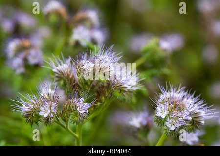 Phacelia Tanacetifolia gesät als Gründüngung zur Verbesserung der Bodenfruchtbarkeit, aber Links zu blühen Stockfoto