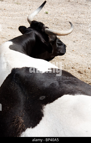 Schwarz / Weiß-Kuh Stockfoto